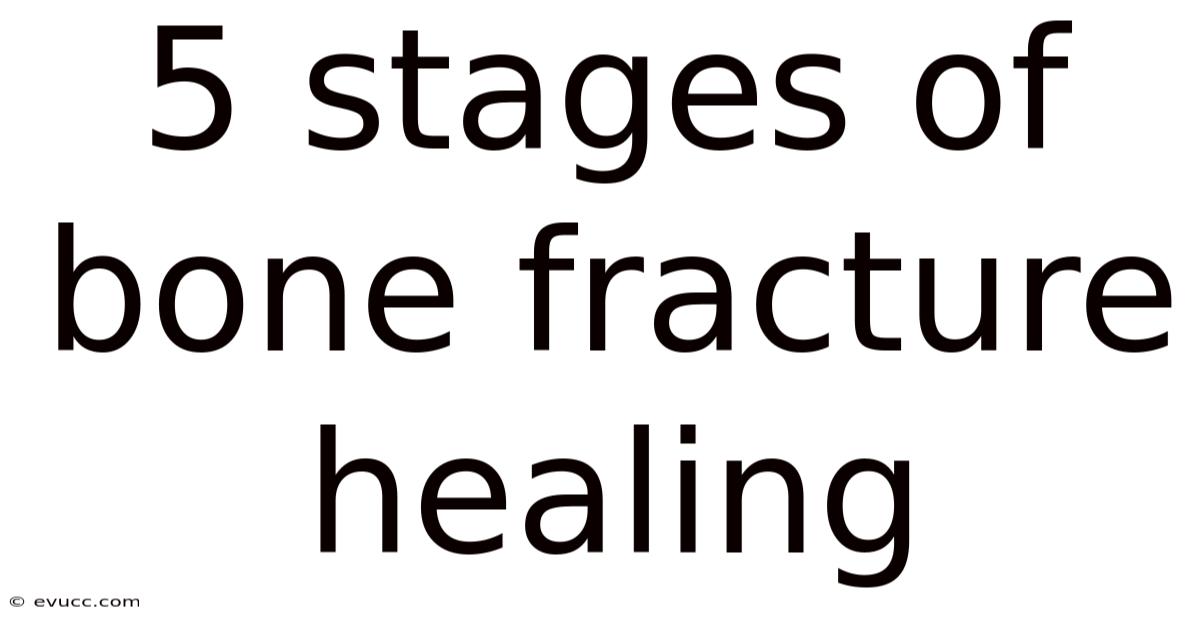 5 Stages Of Bone Fracture Healing
