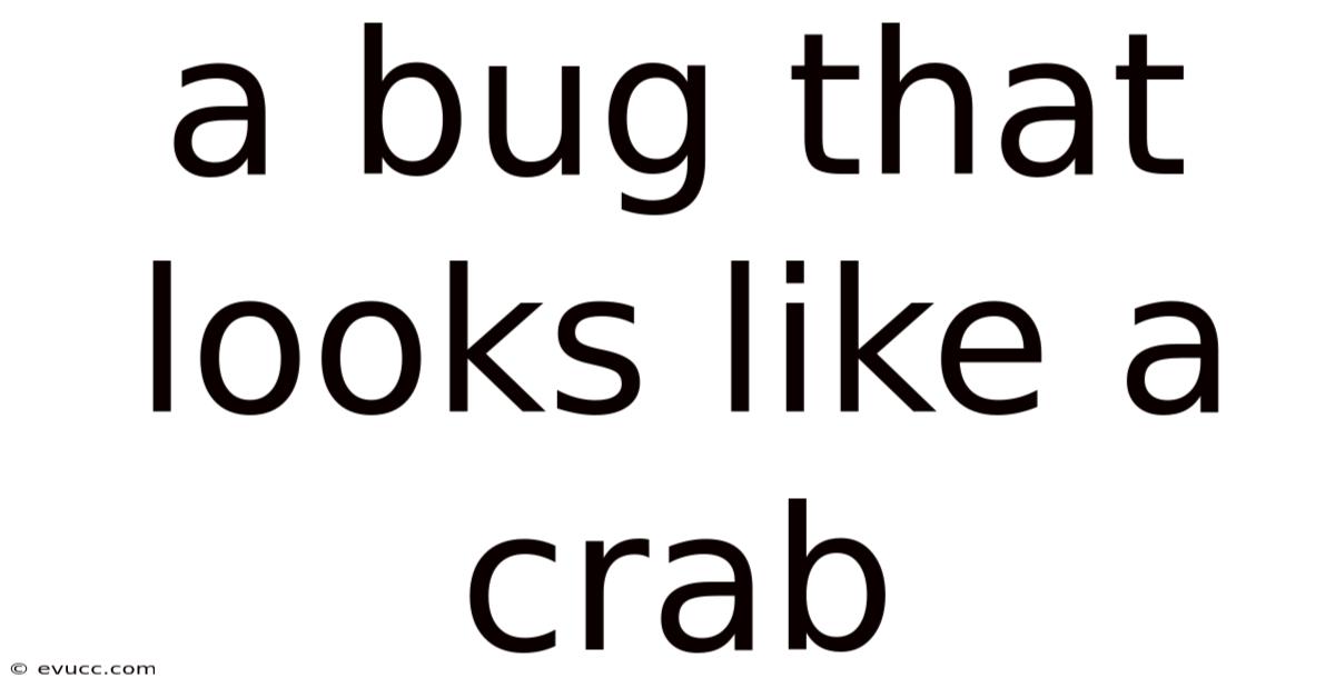 A Bug That Looks Like A Crab