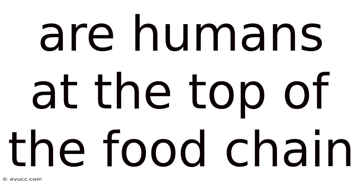 Are Humans At The Top Of The Food Chain