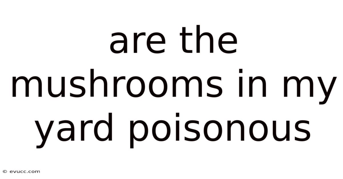 Are The Mushrooms In My Yard Poisonous
