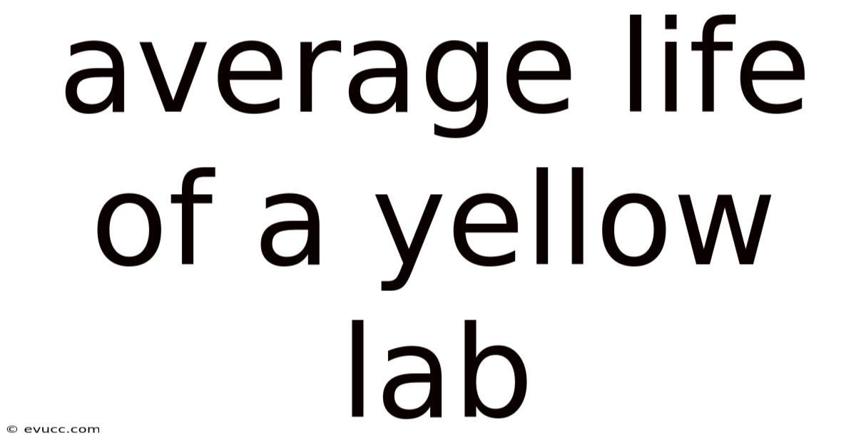 Average Life Of A Yellow Lab