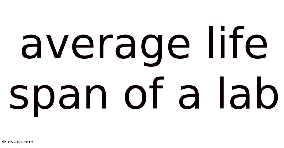 Average Life Span Of A Lab
