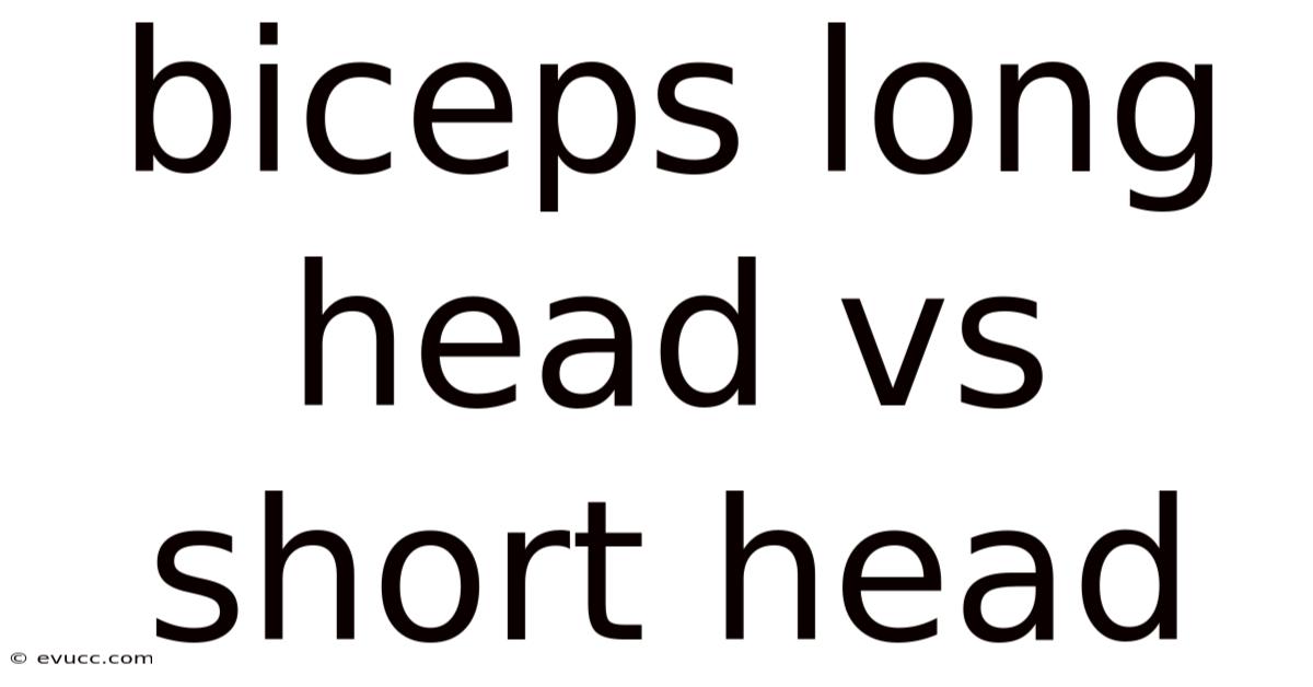 Biceps Long Head Vs Short Head