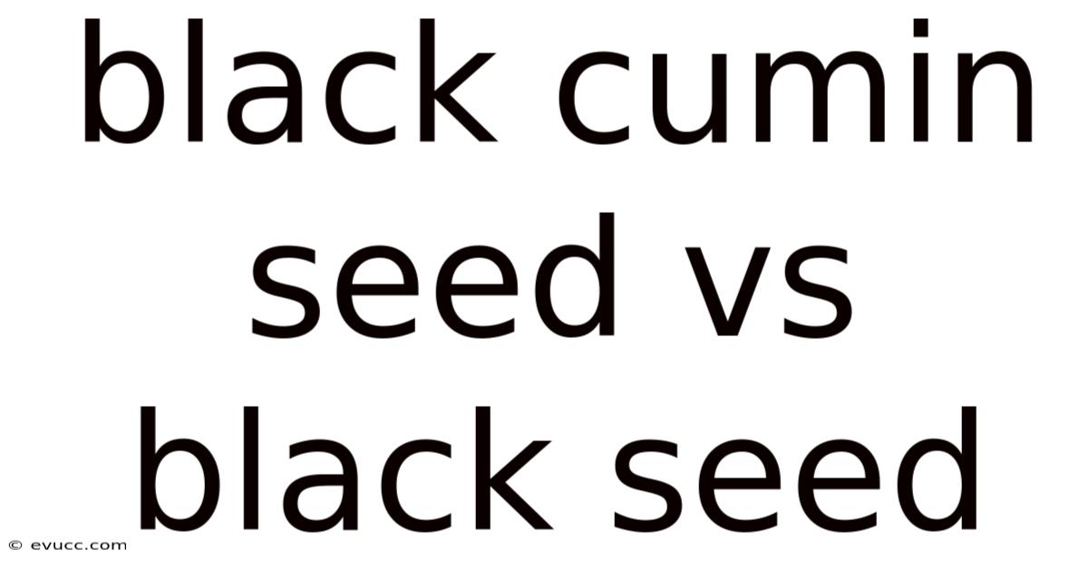 Black Cumin Seed Vs Black Seed