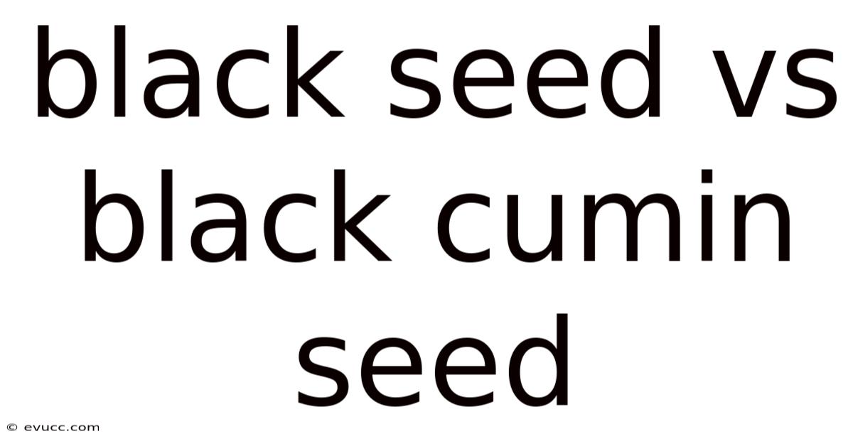 Black Seed Vs Black Cumin Seed