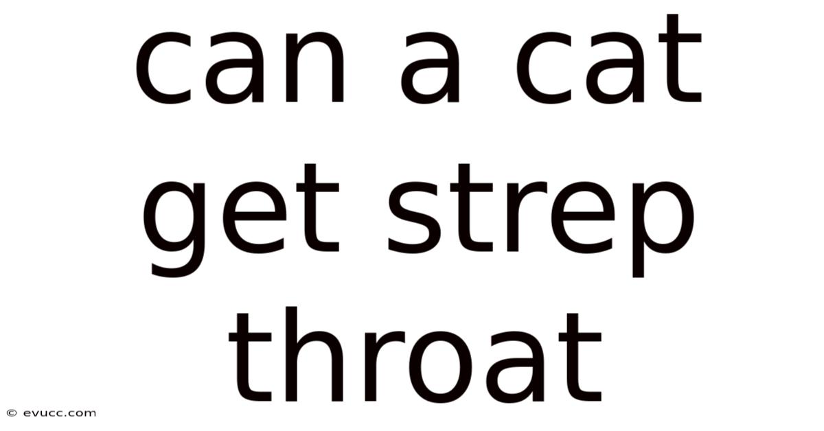 Can A Cat Get Strep Throat