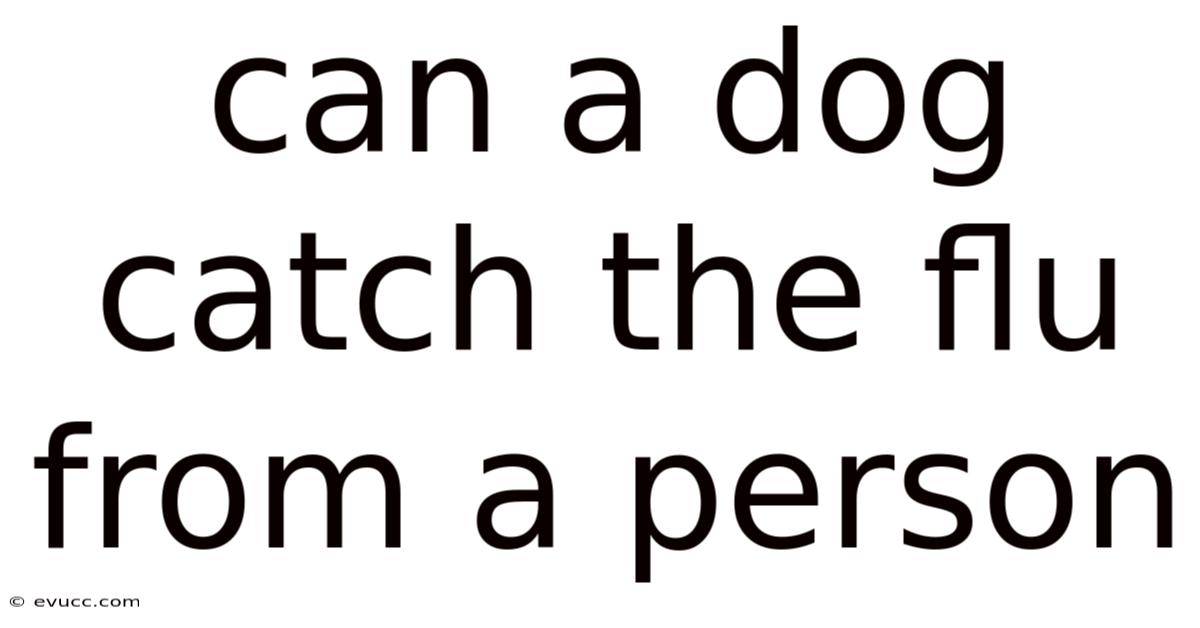 Can A Dog Catch The Flu From A Person