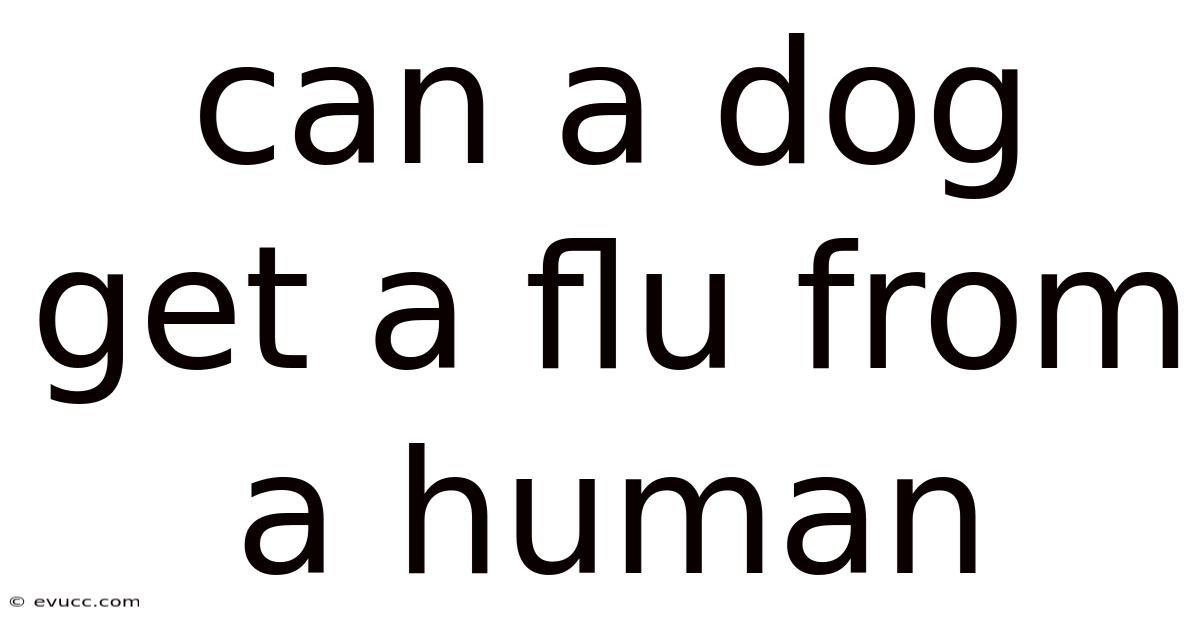 Can A Dog Get A Flu From A Human