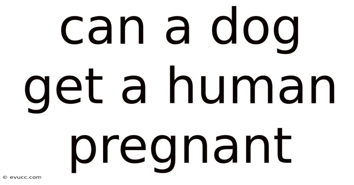Can A Dog Get A Human Pregnant