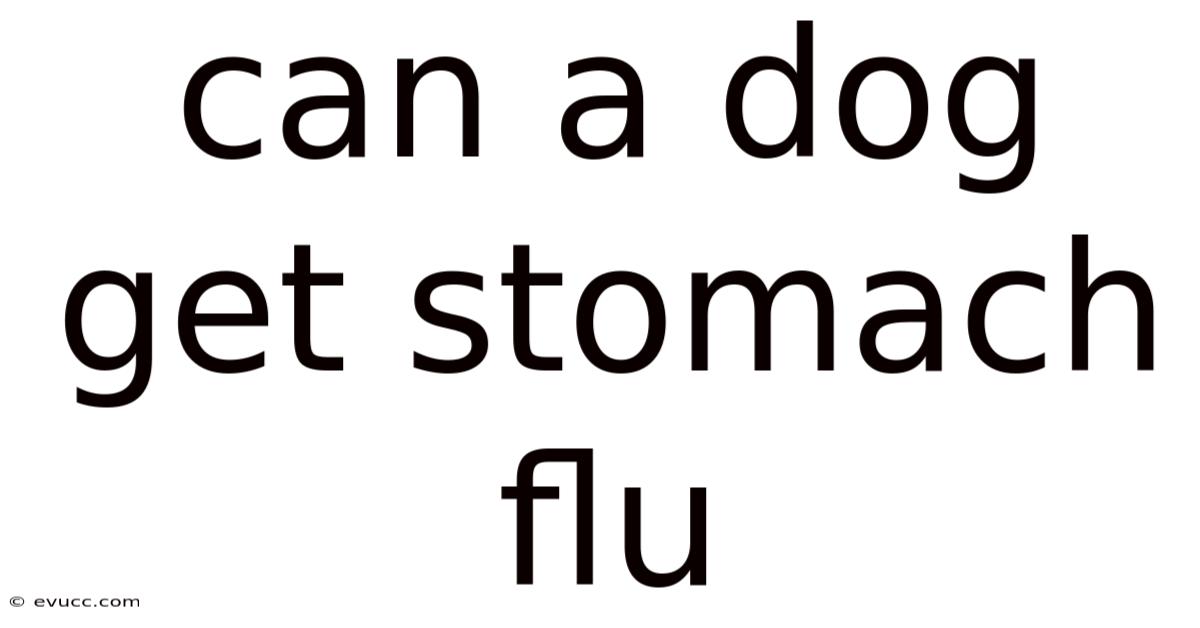 Can A Dog Get Stomach Flu