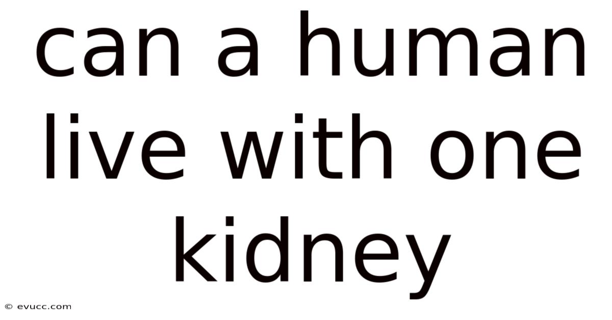 Can A Human Live With One Kidney