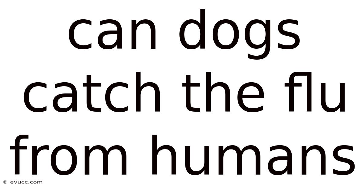 Can Dogs Catch The Flu From Humans
