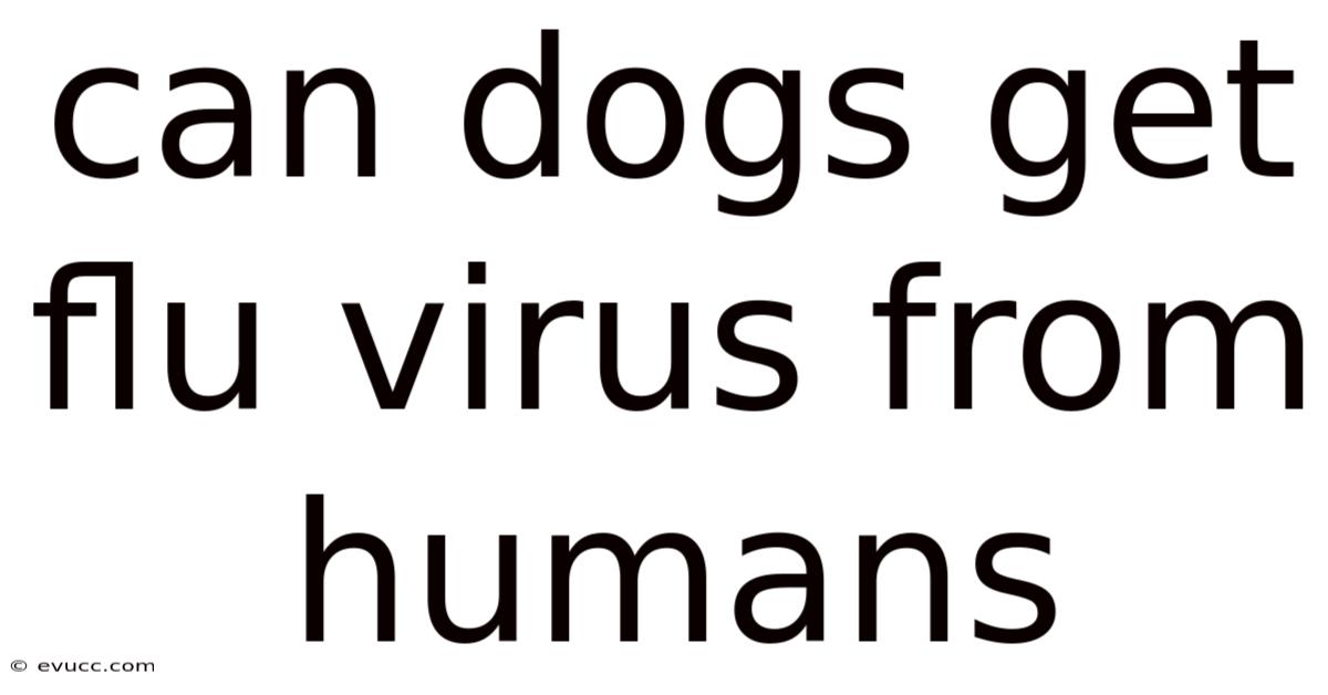Can Dogs Get Flu Virus From Humans