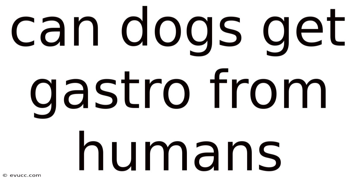 Can Dogs Get Gastro From Humans
