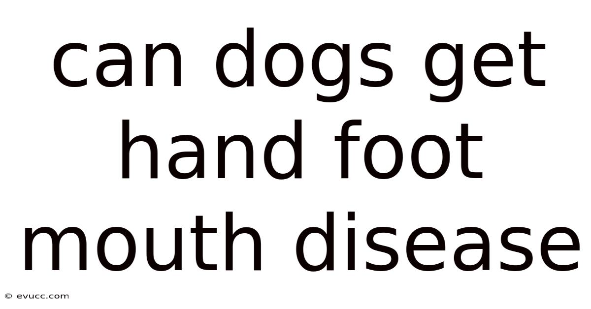 Can Dogs Get Hand Foot Mouth Disease