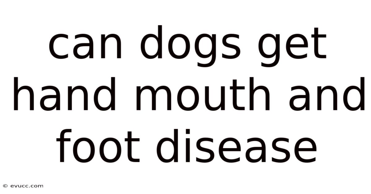 Can Dogs Get Hand Mouth And Foot Disease
