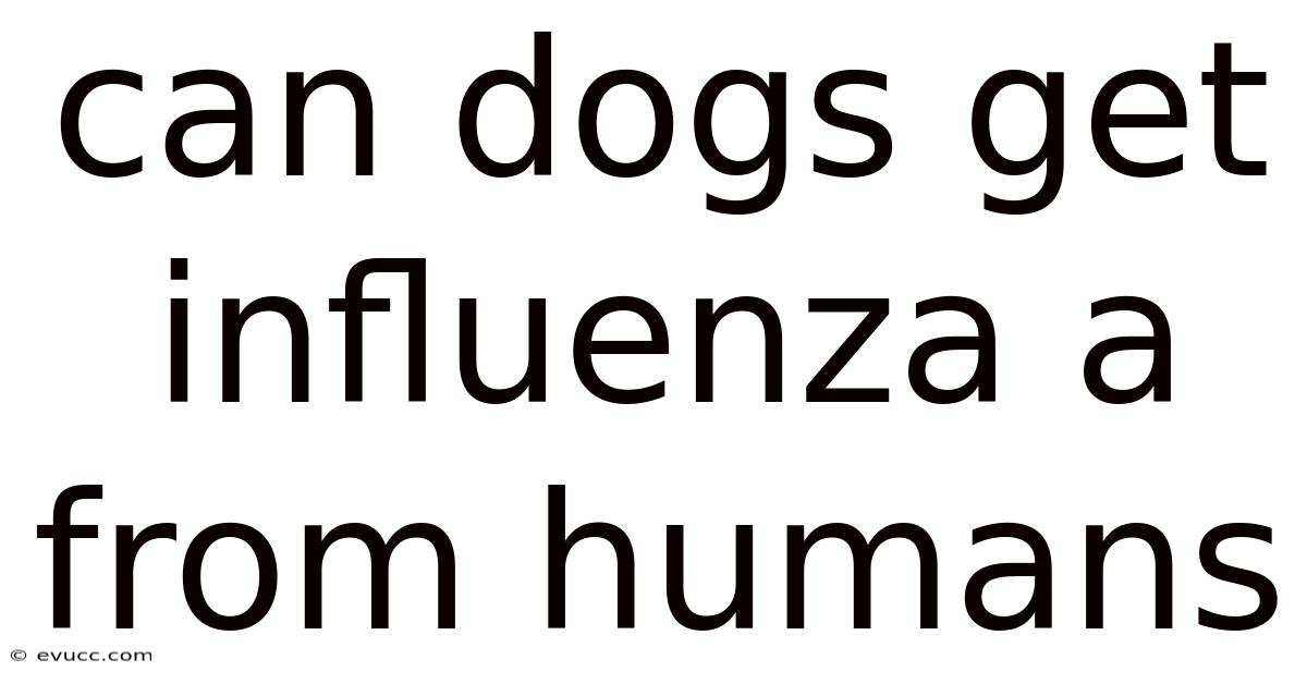 Can Dogs Get Influenza A From Humans