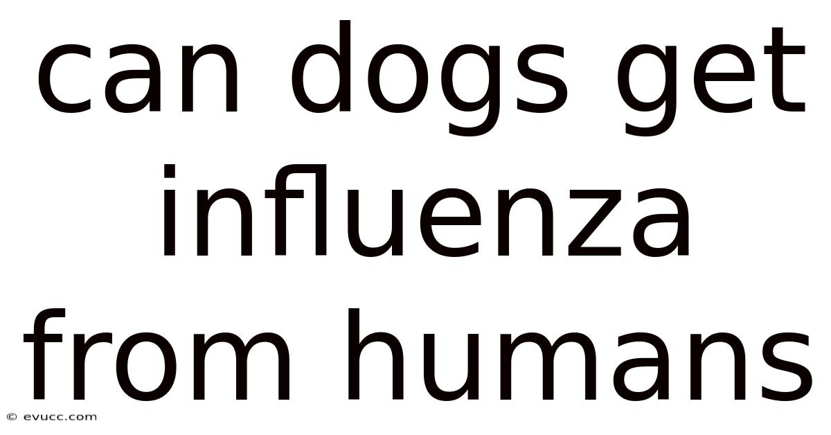 Can Dogs Get Influenza From Humans