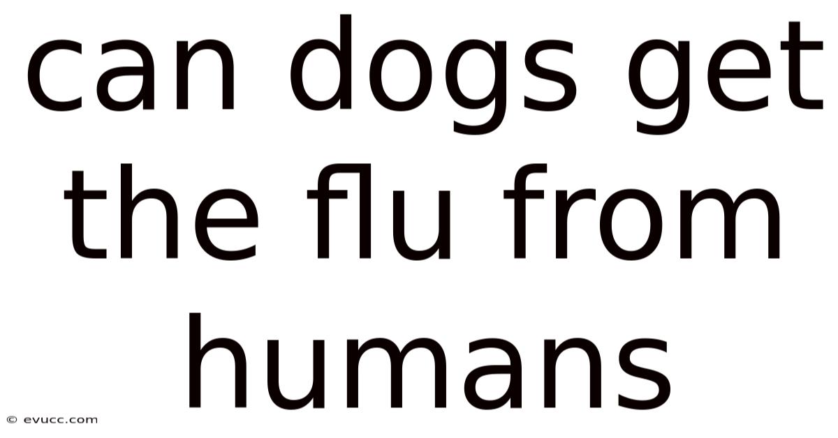 Can Dogs Get The Flu From Humans