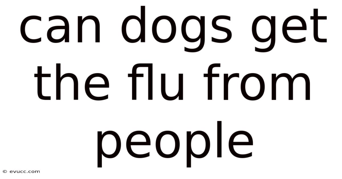 Can Dogs Get The Flu From People