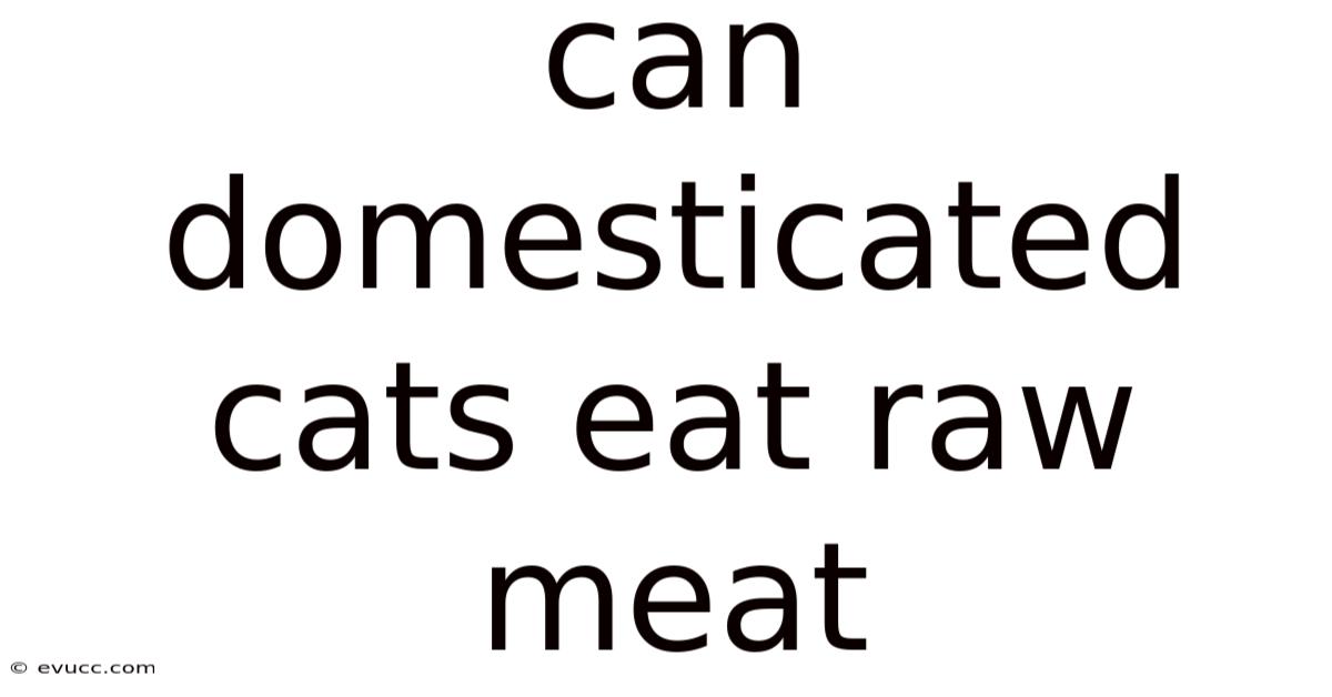 Can Domesticated Cats Eat Raw Meat