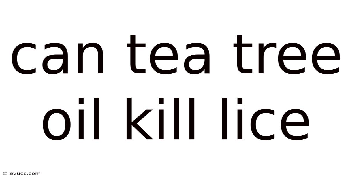 Can Tea Tree Oil Kill Lice