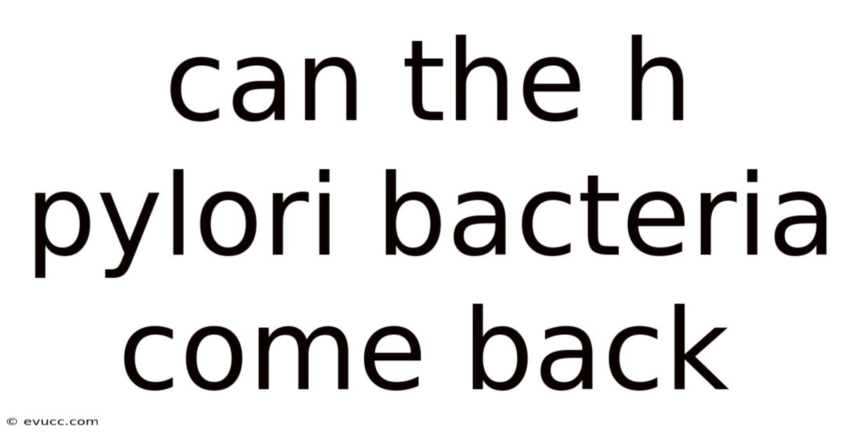 Can The H Pylori Bacteria Come Back
