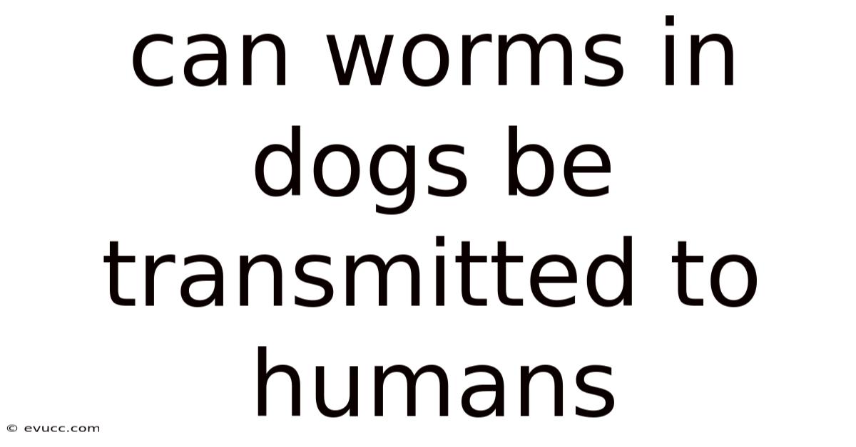 Can Worms In Dogs Be Transmitted To Humans