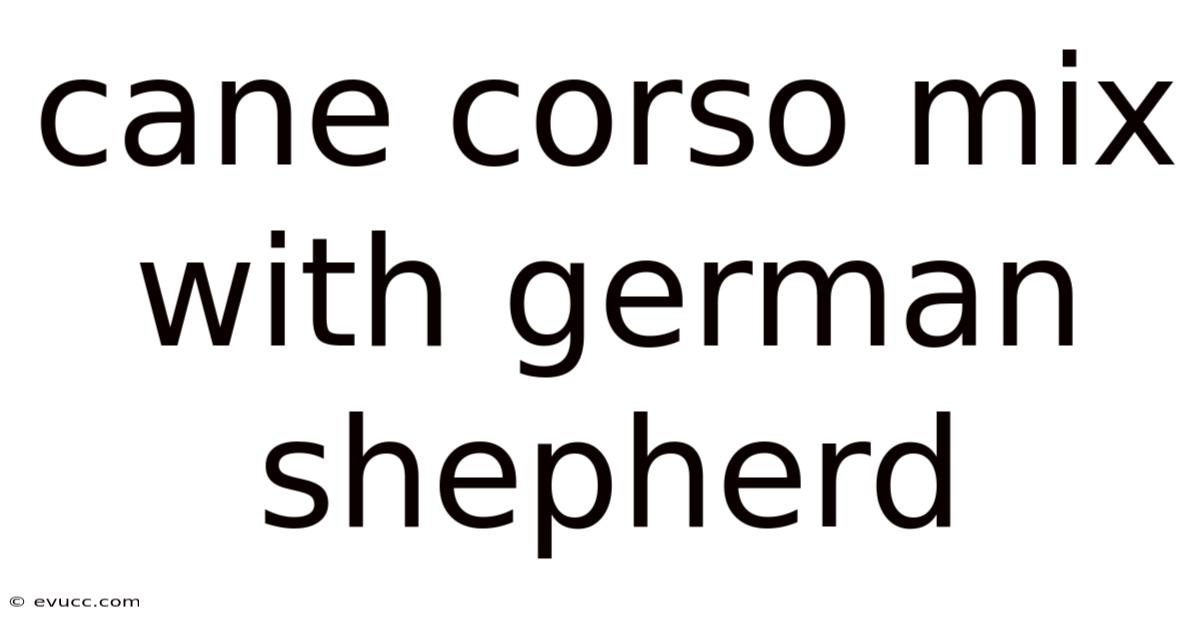 Cane Corso Mix With German Shepherd