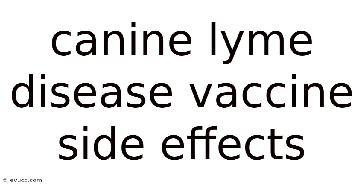 Canine Lyme Disease Vaccine Side Effects
