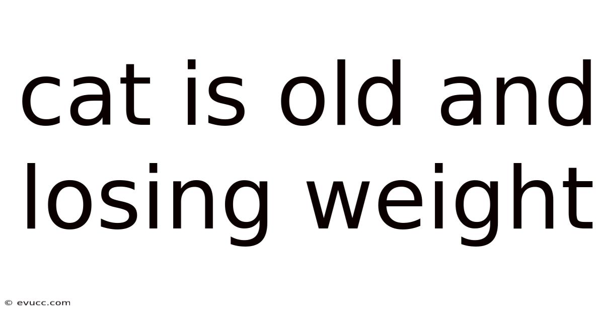 Cat Is Old And Losing Weight