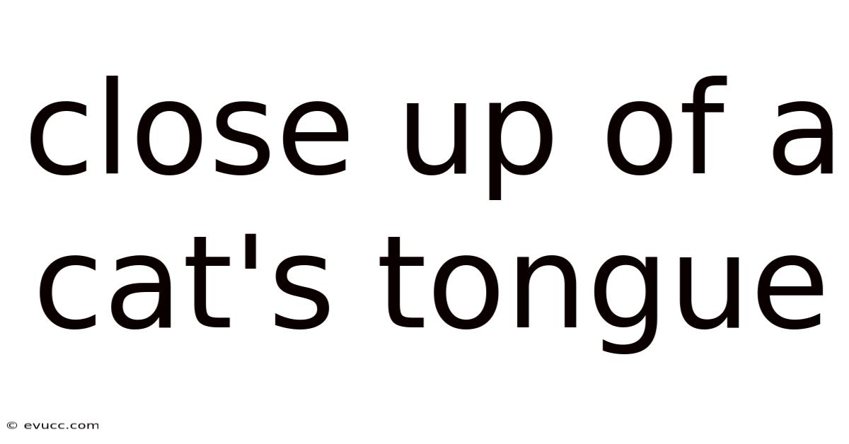 Close Up Of A Cat's Tongue