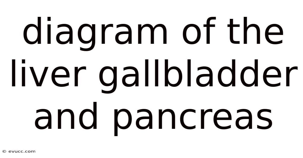 Diagram Of The Liver Gallbladder And Pancreas