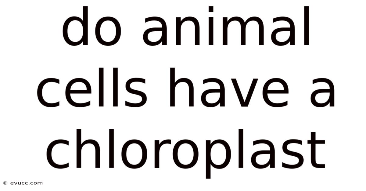 Do Animal Cells Have A Chloroplast