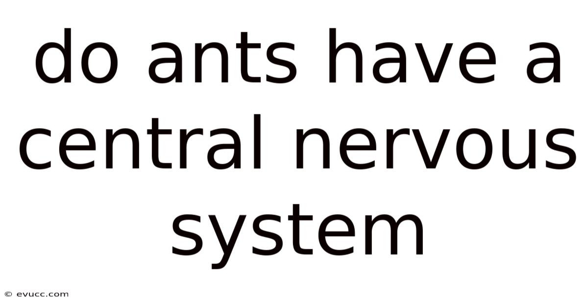 Do Ants Have A Central Nervous System