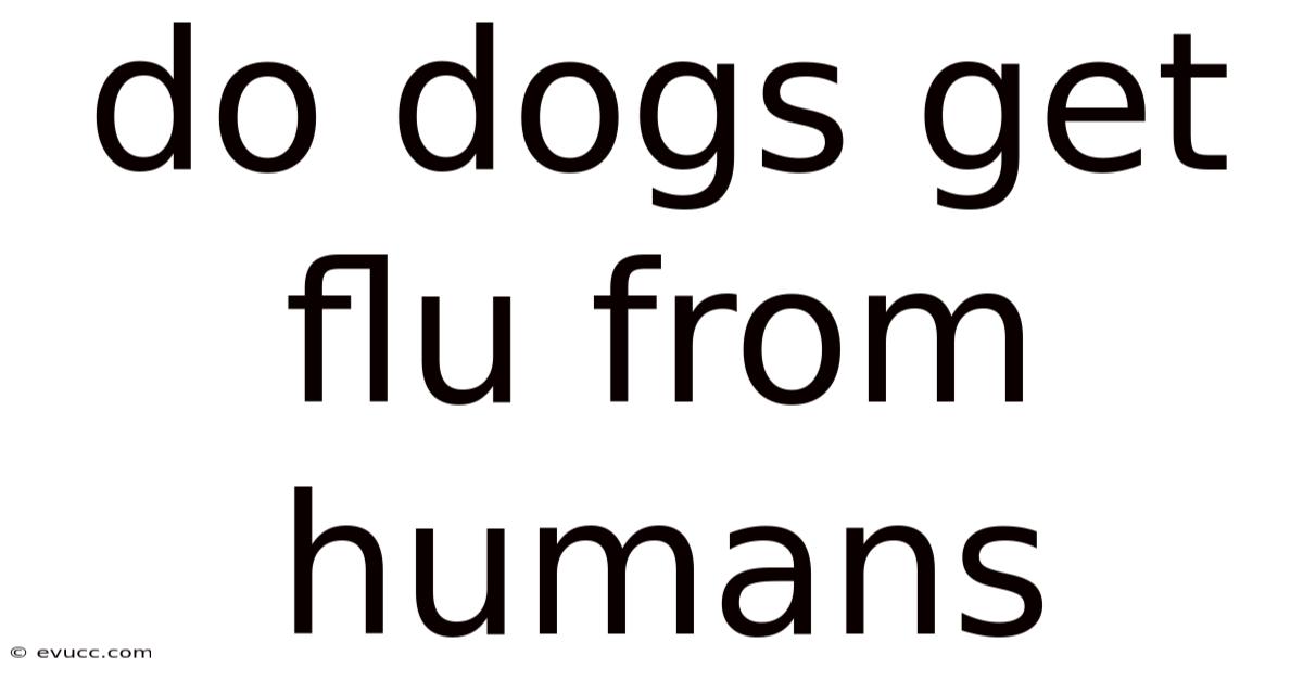 Do Dogs Get Flu From Humans