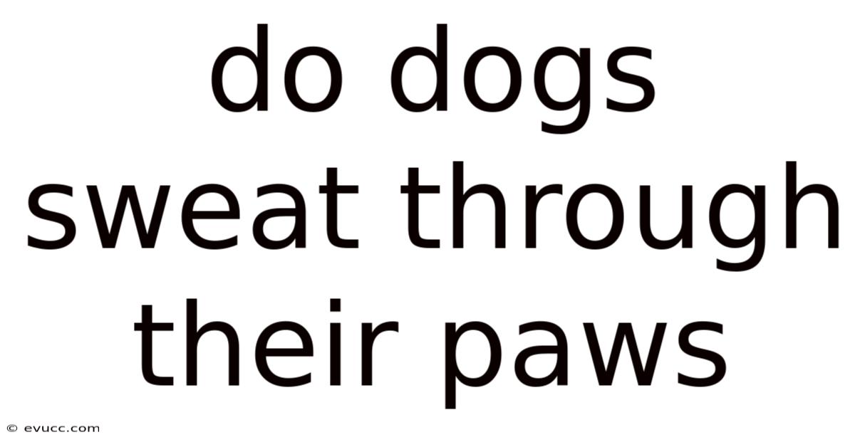 Do Dogs Sweat Through Their Paws