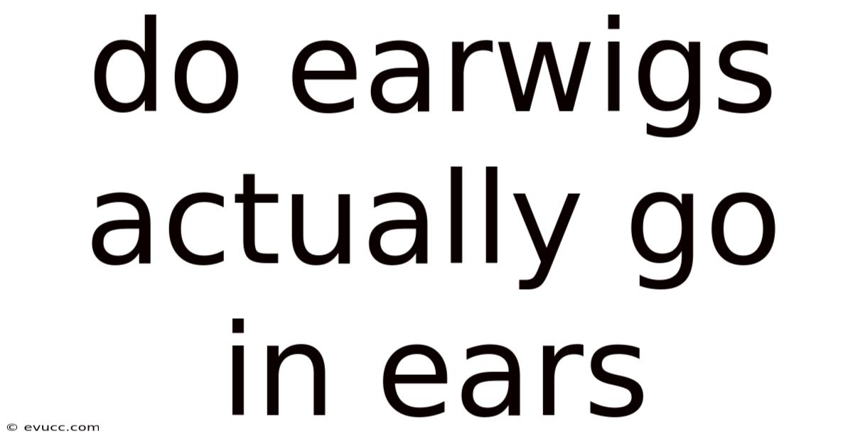 Do Earwigs Actually Go In Ears