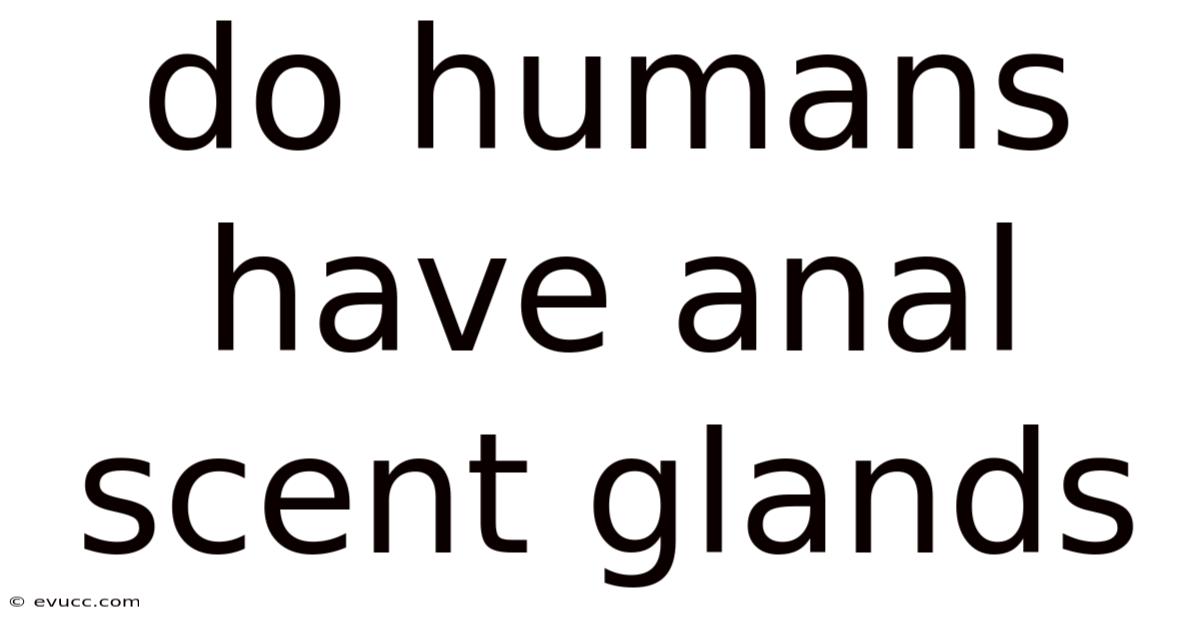 Do Humans Have Anal Scent Glands