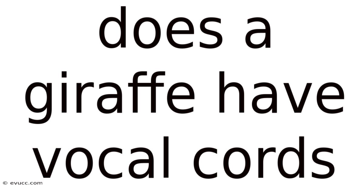 Does A Giraffe Have Vocal Cords