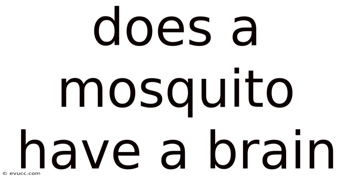 Does A Mosquito Have A Brain