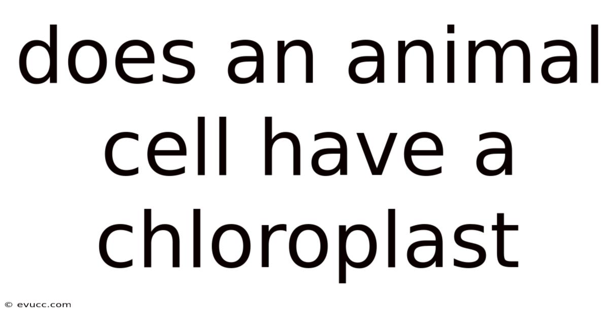 Does An Animal Cell Have A Chloroplast