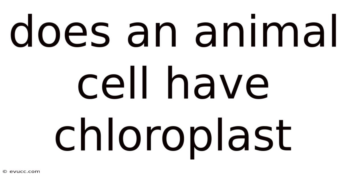 Does An Animal Cell Have Chloroplast