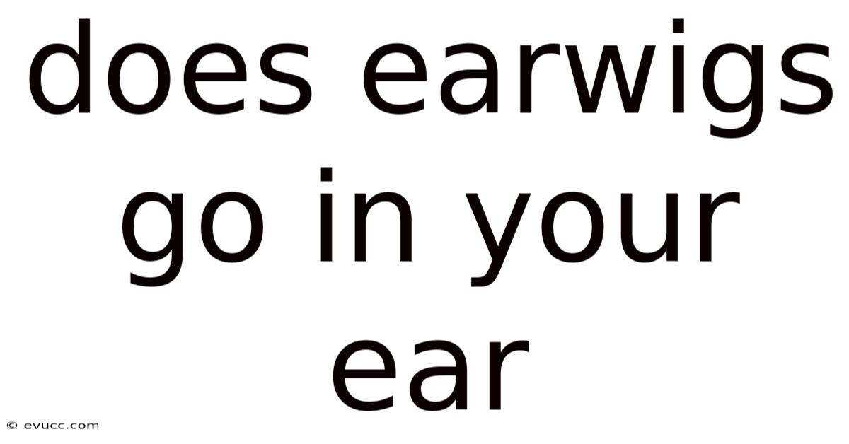 Does Earwigs Go In Your Ear