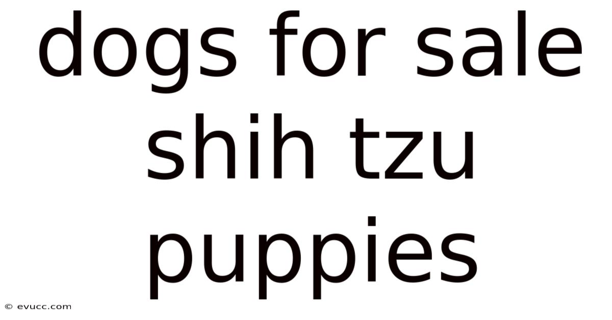 Dogs For Sale Shih Tzu Puppies