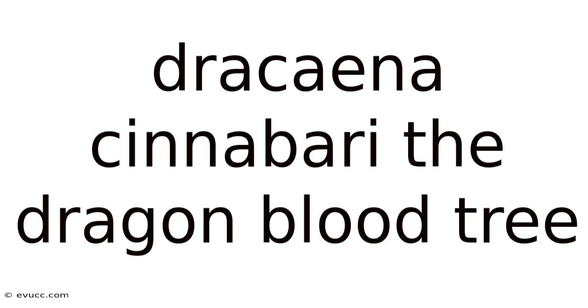 Dracaena Cinnabari The Dragon Blood Tree