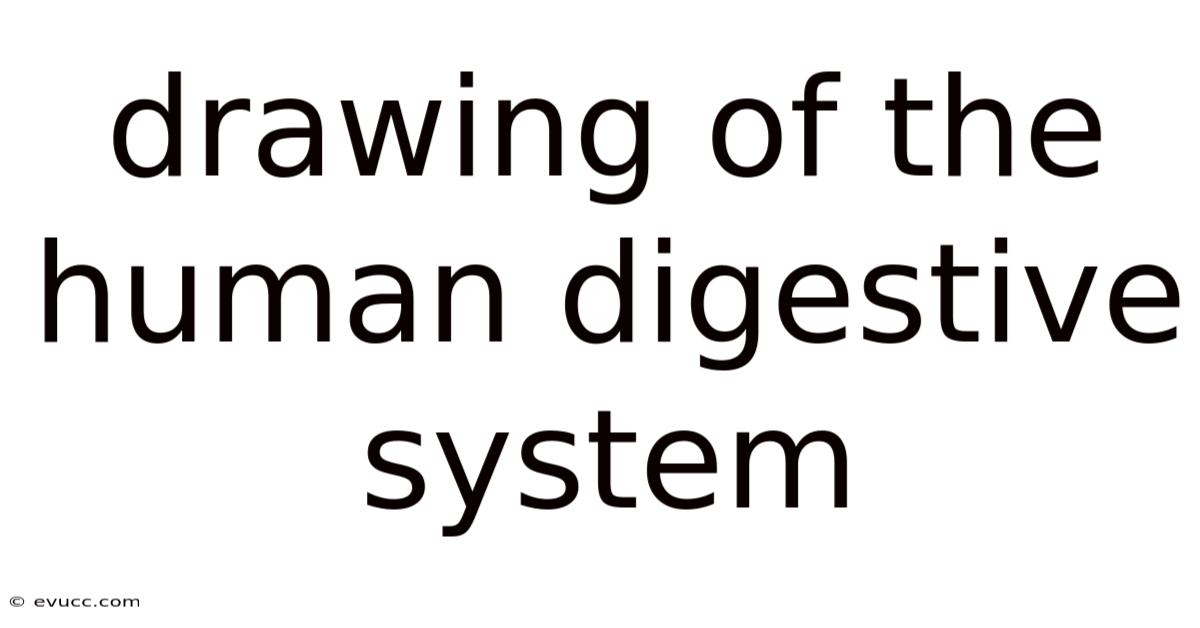 Drawing Of The Human Digestive System