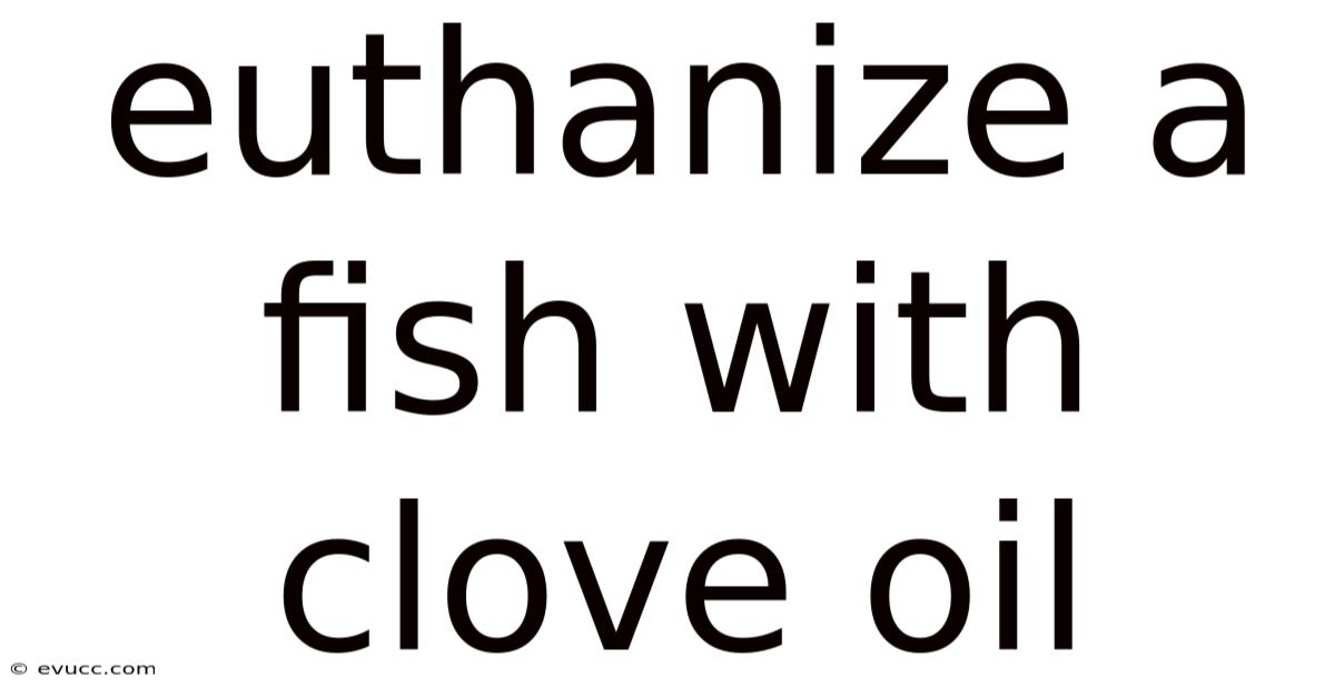 Euthanize A Fish With Clove Oil