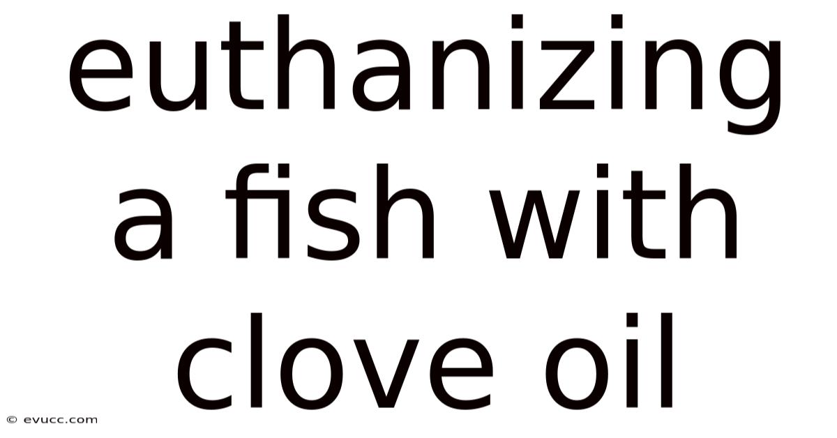 Euthanizing A Fish With Clove Oil