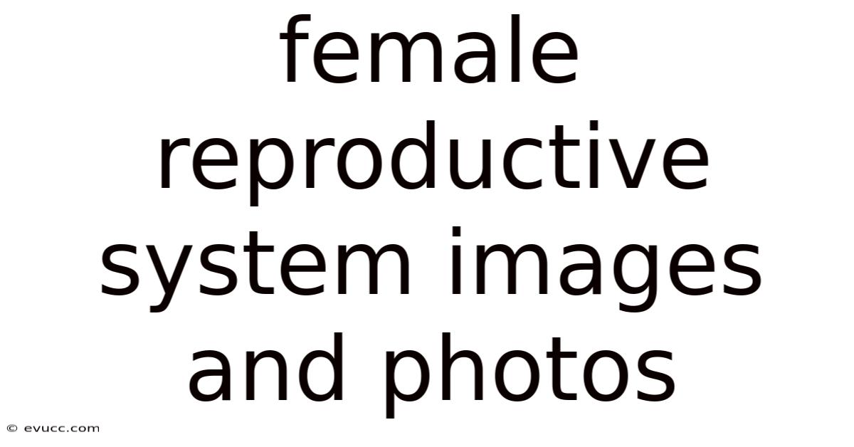 Female Reproductive System Images And Photos